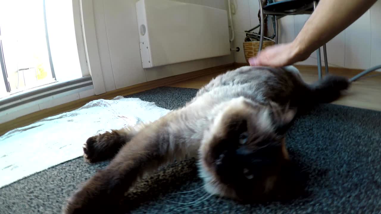 Uomo accarezza un gatto siamese