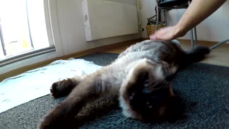 man strokes a siamese cat