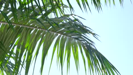 summer heavy wind blowing palm leaf close up