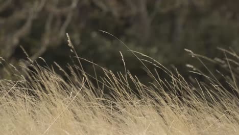 wheat, herbs, in a smooth breeze