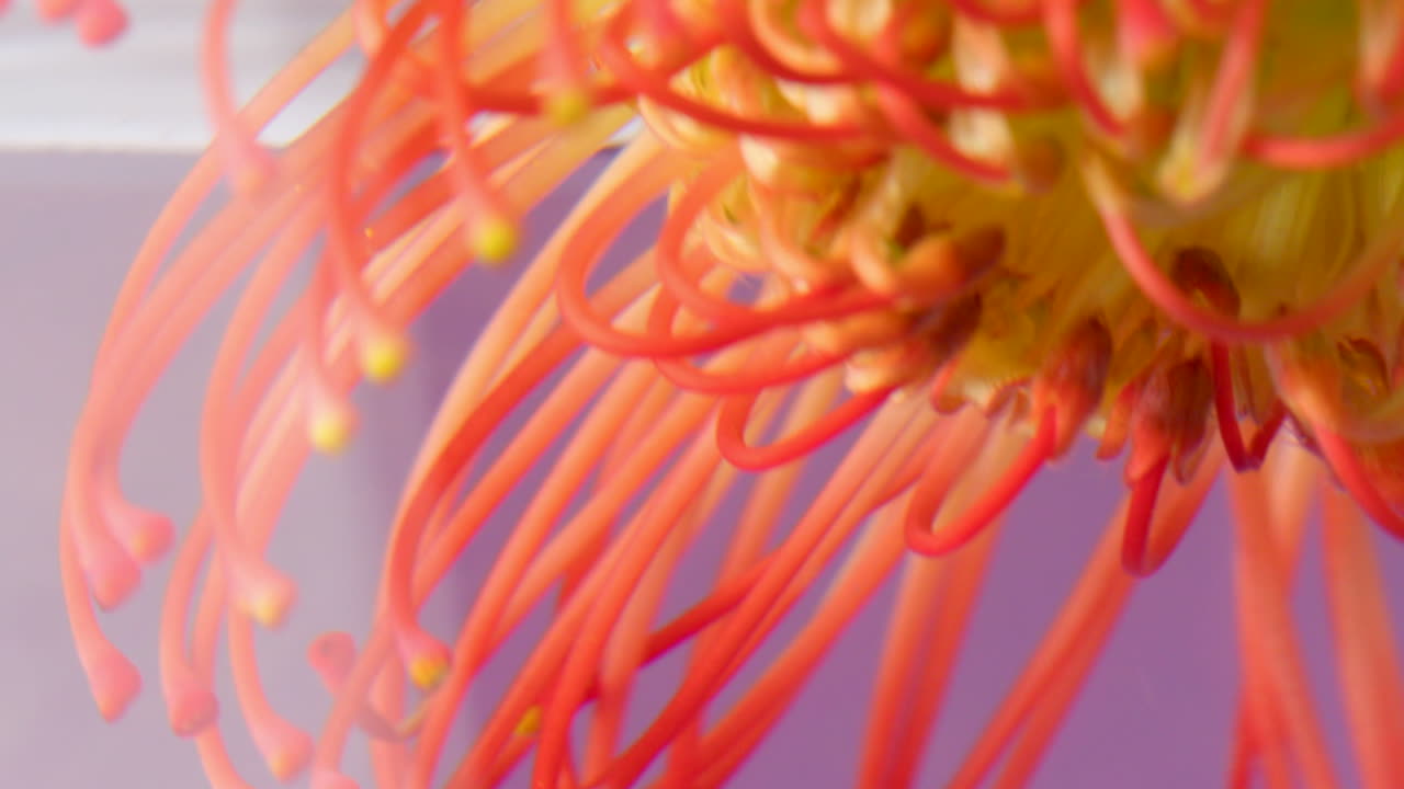 핀쿠션 프로테아 꽃의 클로즈업