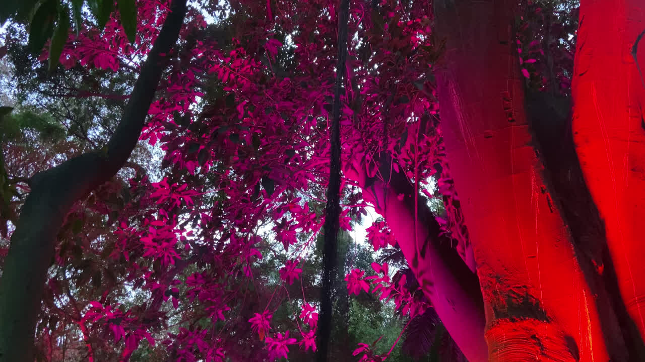 красивый снимок леса или ботанического сада в малаге с освещением разных цветов, которые придают магический и художественный аспект месту