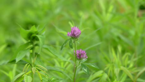 A-clover-flower-in-a-lush-green-summer-field-in-an-overcast-summer-light