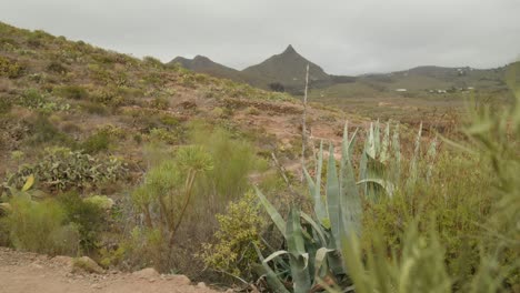 Agave-Wächst-In-Der-Trockenen-Felsigen-Landschaft-Im-Süden-Teneriffas-Mit-Wüstenpflanzen,-Die-Im-Frühling-Wachsen,-Kanarische-Inseln,-Spanien