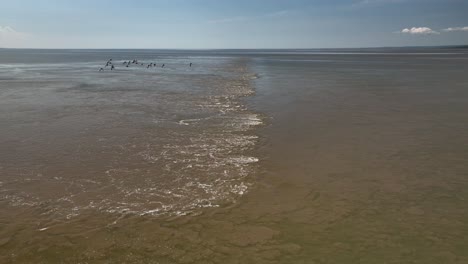 Tide-receding-with-flight-over-murky-water-and-sea-birds-flying-past-on-bright-spring-day-at-Jenny-Brown's-Point,-Silverdale,-Lancashire,-England,-UK