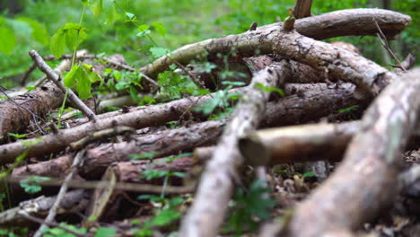 stepping over an old stack of cut rotten dry deadwood on the ground in the untrodden forest, dead tree branches, low angle of view close-up