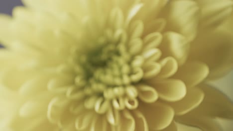 Micro-video-of-close-up-of-yellow-flower-with-copy-space-on-grey-background