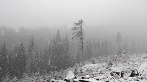 blizzard in the forest with fir trees on mountains