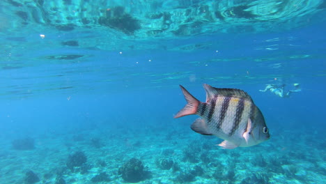 Riffbarsche-Und-Feldwebel-Fischen-Isoliert-Schwimmend-In-Der-Nähe-Von-Touristen-Im-Videohintergrund-Des-Blauen-Ozeans-|-Damm-Egoistischer-Rifffisch,-Nahaufnahme,-Schwimmen-In-Der-Nähe-Von-Menschen,-Die-Im-Ozean-Schnorcheln