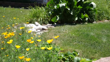 bees servicing california garden poppies