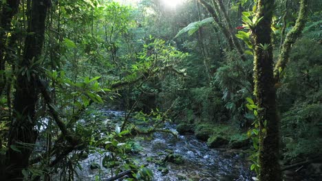 Moving-shot-through-forest,-sunlight-and-beautiful-river