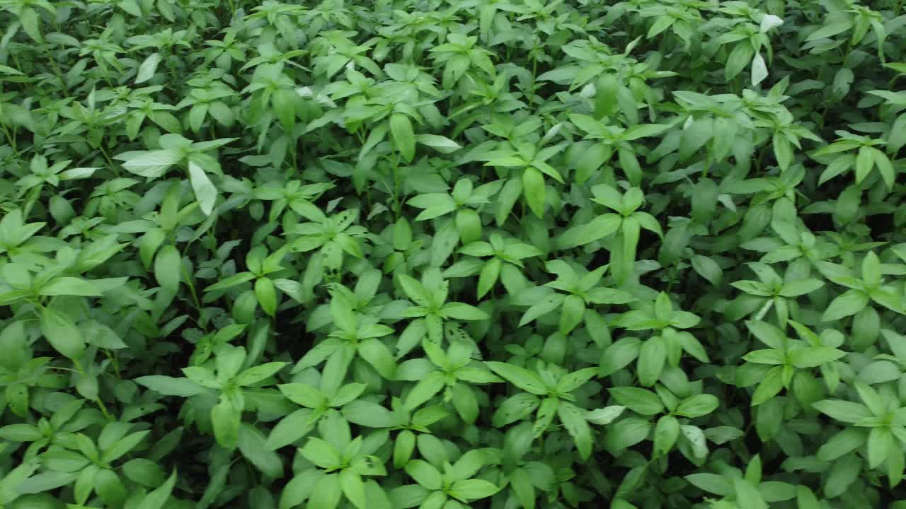 Drone view shot of west Bengal remote side agricultural paddy and jute village field