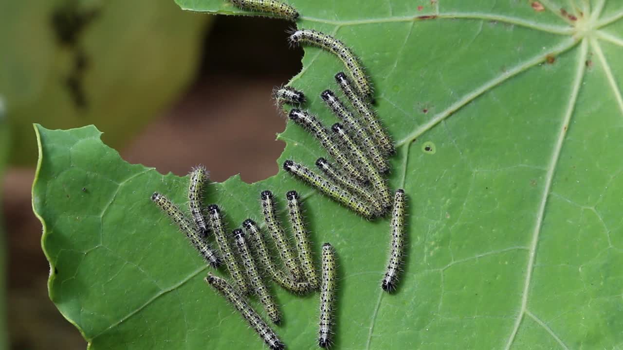 grandes catapilares de mariposa blanca, pieris brassicae, en una hoja de nasturtium