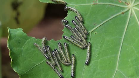 Grandes-Catapilares-De-Mariposas-Blancas,-Repollo-De-Pera,-Sobre-Una-Hoja-De-Capuchina