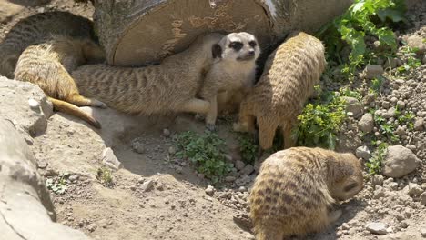 close up: cute group of young meerkats cuddling and hiding outdoors behind massive wood trunk during hot sunny day