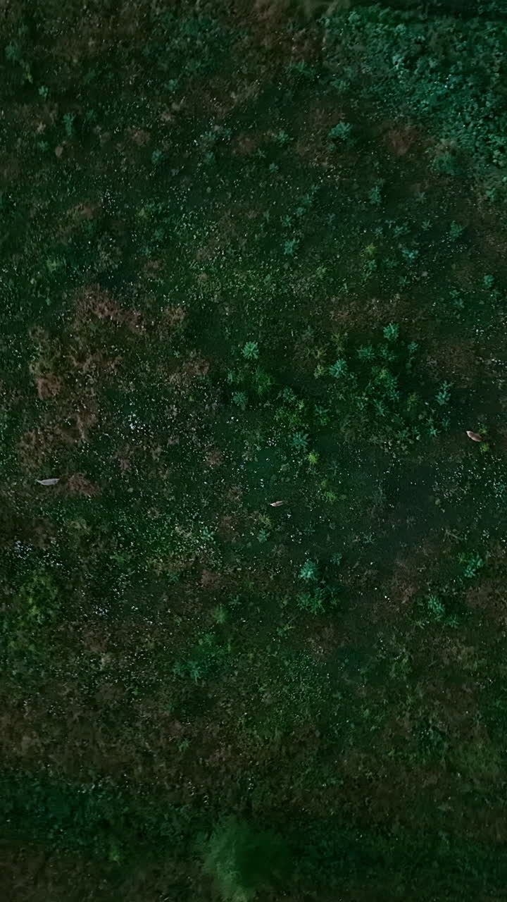 Vertical drone shot above deers on countryside fields, summer evening in Finland