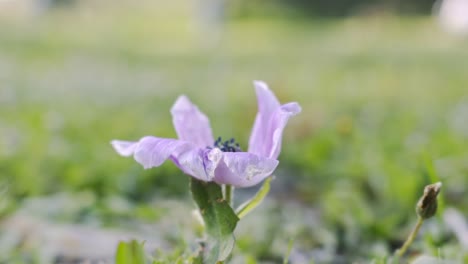 Close-up-macro-shot-of-lilac-campanula-uniflora-flower