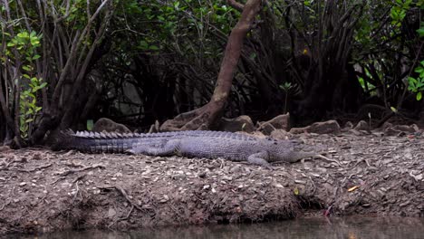 cocodrilo hembra descansando a orillas de un río en el parque nacional daintree