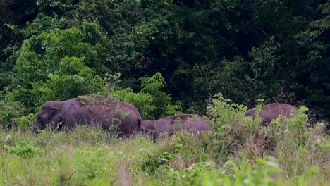 Los-Elefantes-Asiáticos-Son-Especies-En-Peligro-De-Extinción-Y-También-Son-Residentes-De-Tailandia