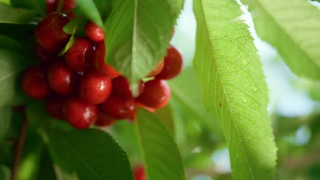 Sabrosa-Rama-De-Racimo-De-Bayas-En-El-árbol-De-Hojas-De-Cerca.-Concepto-De-Vitamina-Rural.