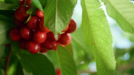 ramo de fresa sabroso en un árbol de hojas de cerca. concepto de vitamina de campo.