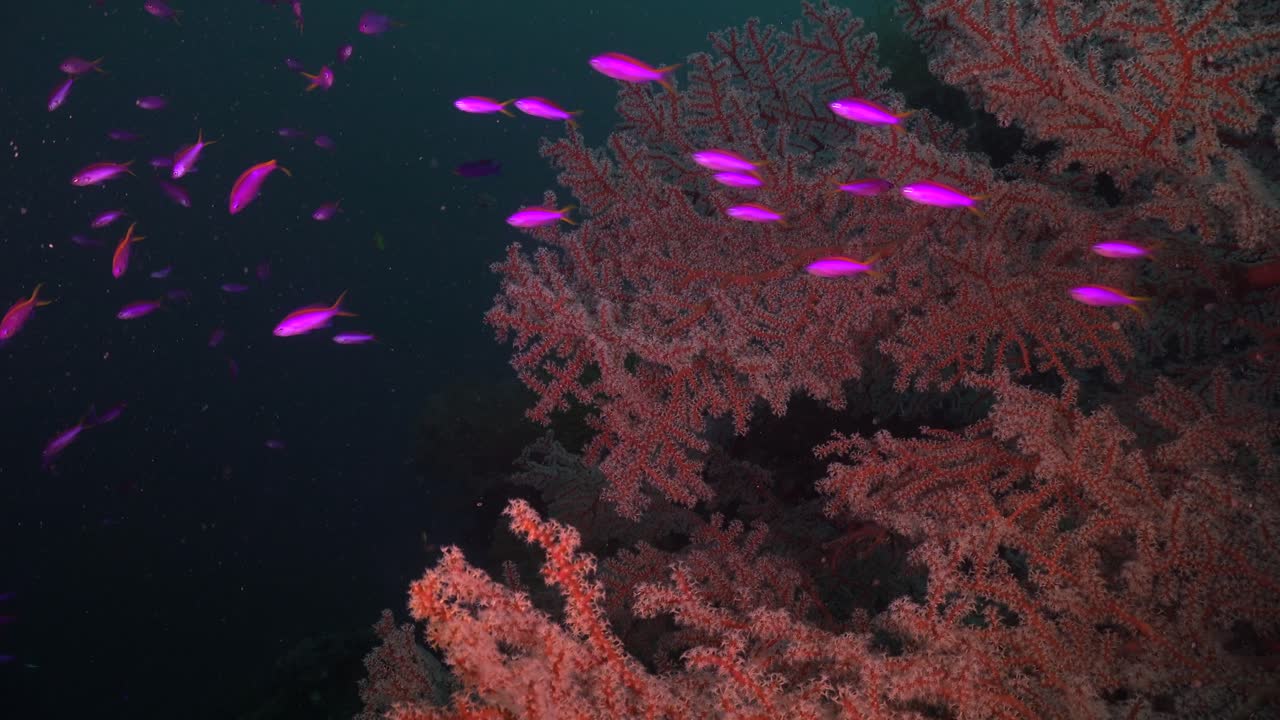 Červená gorgonská vějířovka a fialová ryba Anthias