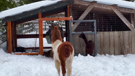 Ein-Männlicher-Bauer-Führt-Lamas-Und-Alpakas-Zu-Seinem-Verschneiten-Heustall