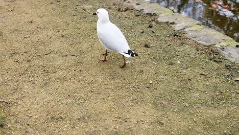 una gaviota de pico rojo caminando cerca del agua