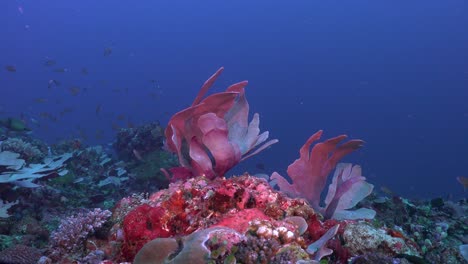 Wide-angle-shot-of-coral-reef-with-pink-elephant-ear-corals