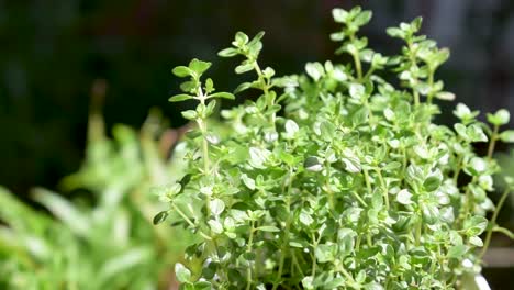 Herb-Oregano-growing-outdoor-in-sunlight-with-slight-breeze