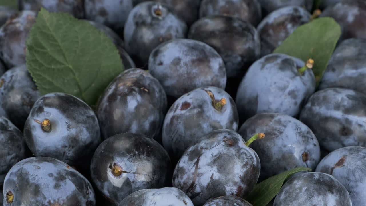 Vertical panorama of a heap of fresh, ripe plums