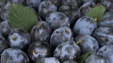 vertical panorama of a heap of fresh, ripe plums