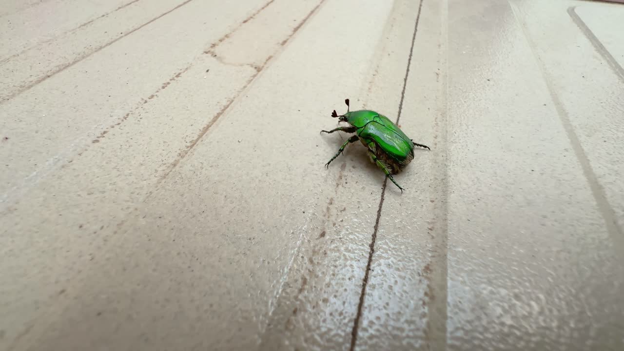 Green Beetle on Tile