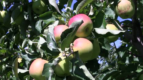 Ripe-apples-on-a-tree,-Bodensee,-Germany