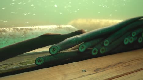 stock footage video of of pacific lampreys underwater hanging on to the glass with their strong sucking mouths