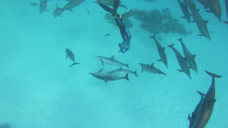 snorkeling, playing, spinning with a pod of dolphins