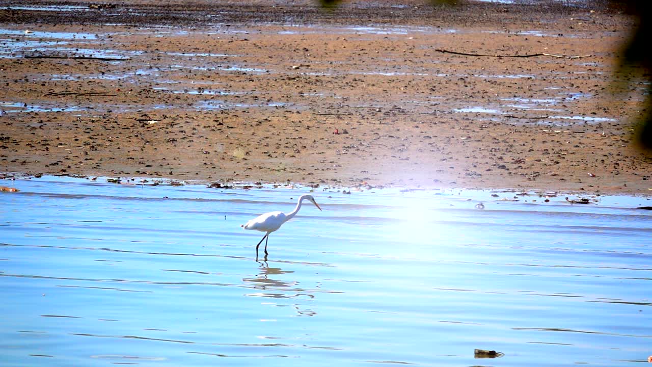 Slow motion white egret feeding fish on beach sea on sunset