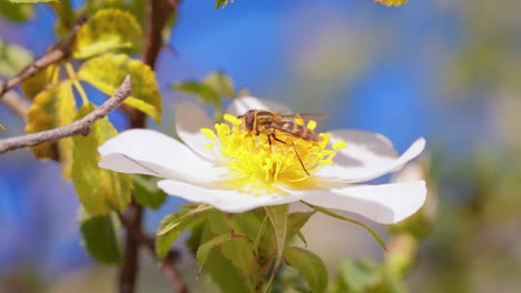 hoverflies, flower flies or syrphid flies, insect family syrphidae.they disguise themselves as dangerous insects wasps and bees.the adults of many species feed mainly on nectar and pollen flowers.