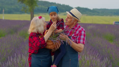 Senior-grandparents-granddaughter-farmers-growing-lavender-plant-in-garden-field,-family-business