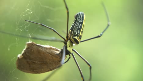 Die-Spinne-Sitzt-In-Ihrem-Netz,-Um-Ihre-Beute-Zu-Fangen