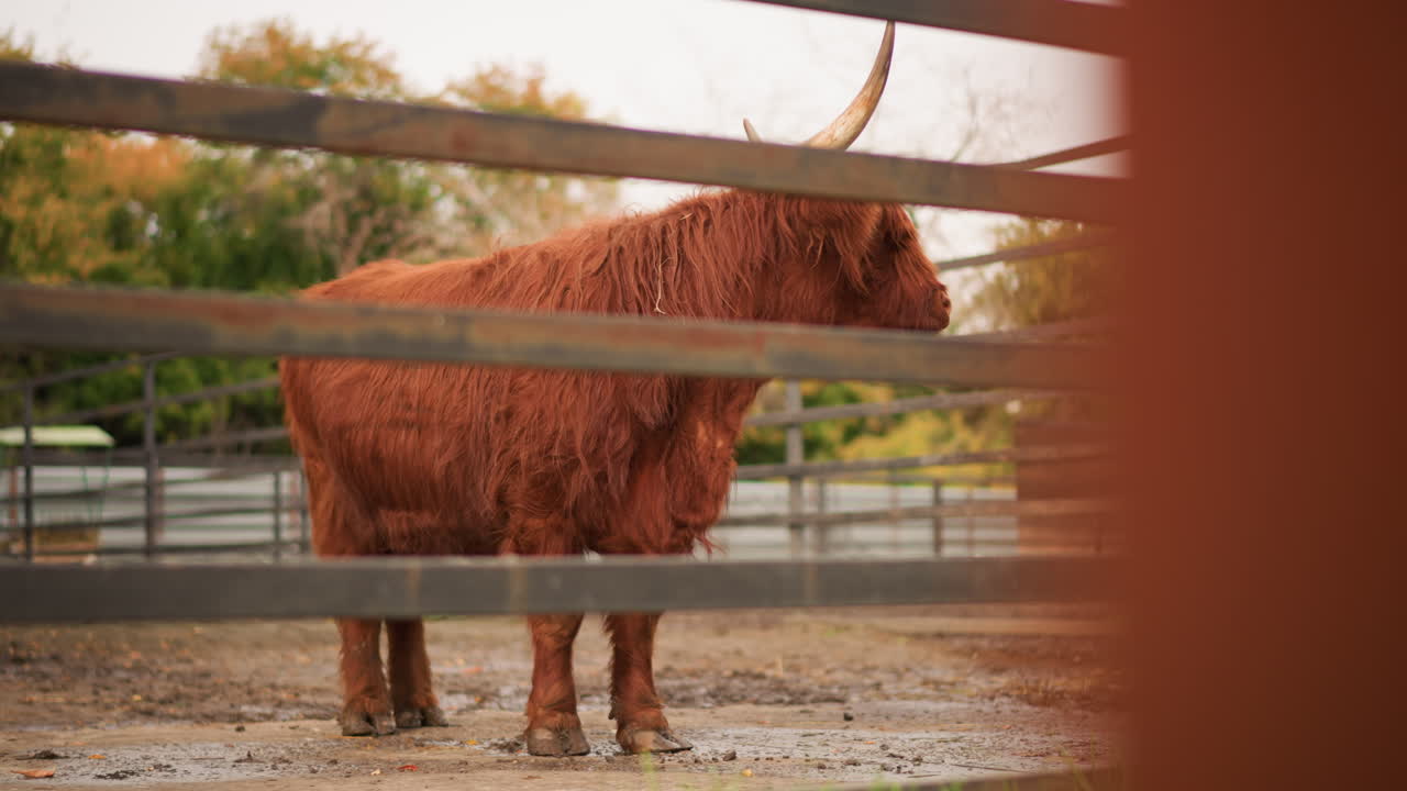 Highland cow standing behind fence, shaggy brown coat glistening in overcast light, wooden rails framing profile in muddy paddock, autumn trees beyond gate, tranquil rustic mood evoking slow living