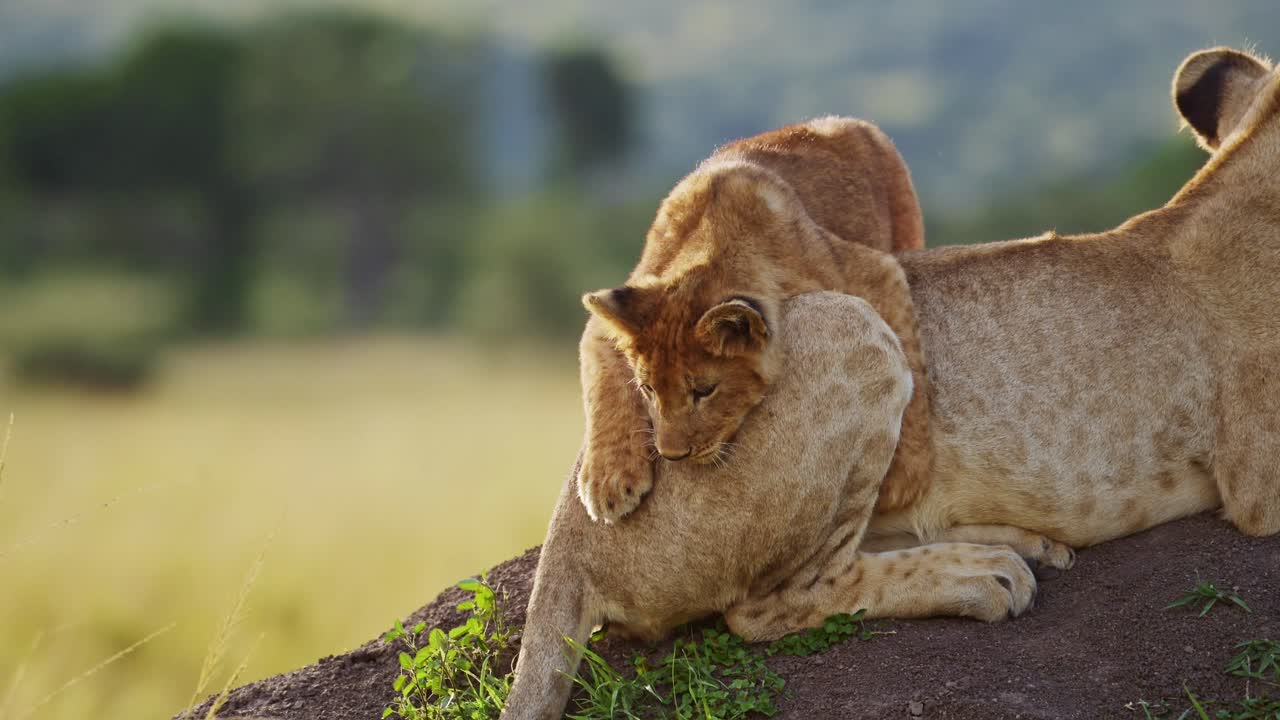 grappige baby dieren, schattige leeuwen welp spelen met leeuwin moeder in afrika in maasai mara, kenia, springen op de staart van moeder op afrikaanse wildlife safari, close-up shot van verbazingwekkend dieren gedrag