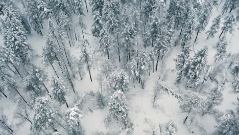 Hermoso-Bosque-De-Nieve-En-Invierno.-Volando-Sobre-Pinos-Cubiertos-De-Nieve.