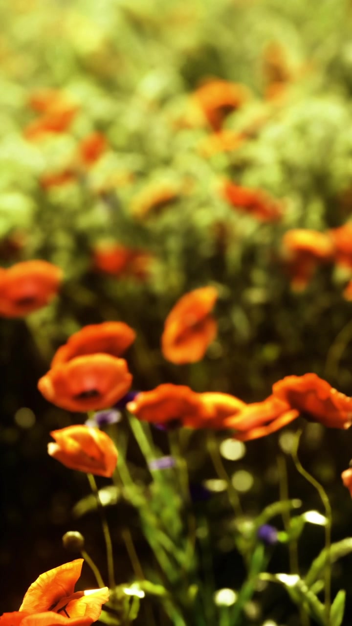 Fiori di papavero sbocciano in un campo soleggiato in primavera
