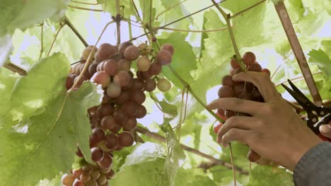 viñedo de uva orgánica con muchos racimos de uvas para la cosecha