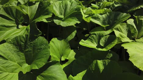 large green leaves seen in a dense garden cluster of petasites japonicus