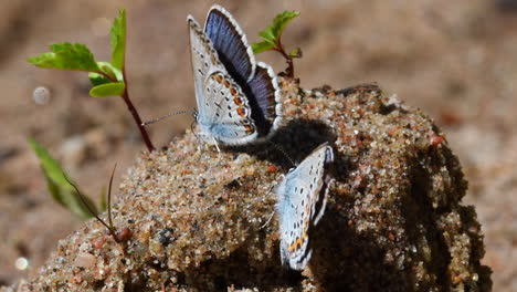 group of stunningly beautiful gossamer-winged male butterflies searching for food from a pile of sand