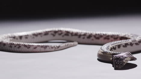 spitting cobra slithers around on floor with dark background