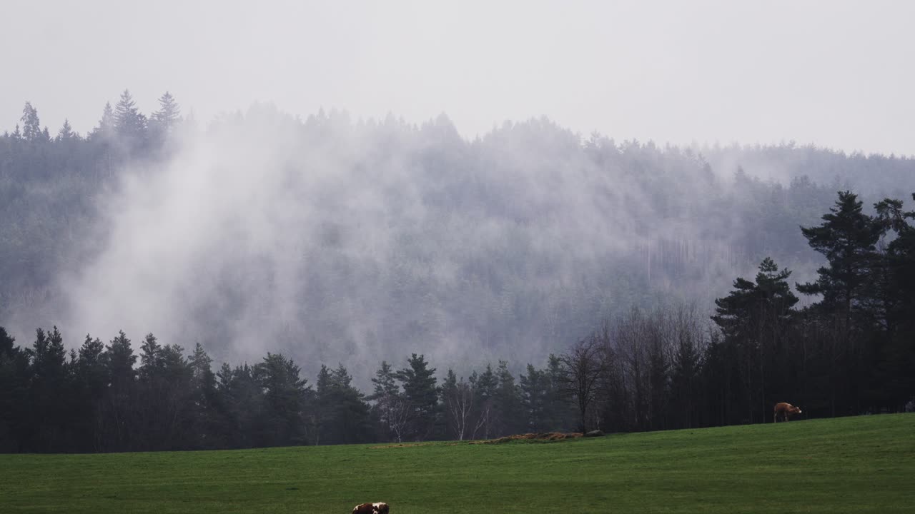 산 아래의 언덕 풍경에서 숲에서 증발하는 안개의 시간 경과