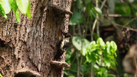 Pájaro-Carpintero-Negro-Y-Beige,-Meiglyptes-Jugularis,-Parque-Nacional-Khao-Yai,-Tailandia